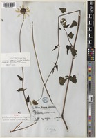 Type of Helianthus praecox Engelm. & A.Gray subsp. praecox [family ASTERACEAE]