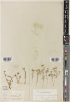 Eriophyllum wallacei A.Gray [family ASTERACEAE]