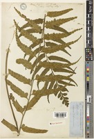 Type of Asplenium wrightii Eaton ex Hook. [family ASPLENIACEAE]