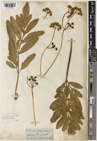Ferula jaeschkeana Vatke [family APIACEAE]