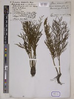 Ceratopteris thalictroides Brongn. [family PARKERIACEAE]