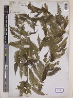 Cyathea spinulosa Wall. [family CYATHEACEAE]