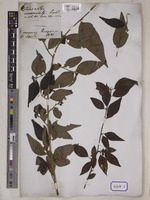Cotoneaster acuminatus Lindl. [family ROSACEAE]
