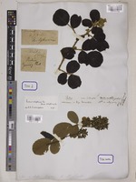Rubus rotundifolius Wall. [family ROSACEAE]