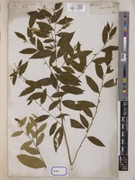 Helicteres angustifolia L. [family STERCULIACEAE]