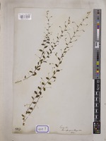 Evolvulus alsinoides L. [family CONVOLVULACEAE]
