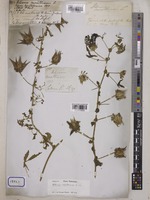 Hibiscus surattensis L. [family MALVACEAE]