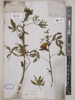 Hibiscus cannabinus L. [family MALVACEAE]