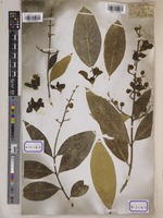 Lagerstroemia reginae unrecorded var. angustior Wall. [family LYTHRACEAE]