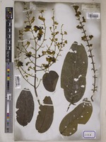 Lagerstroemia floribunda Jack [family LYTHRACEAE]