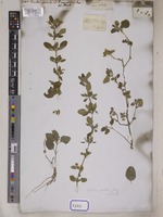 Ruellia patula Jacq. [family ACANTHACEAE]
