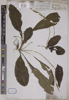 Elytraria crenata Vahl [family ACANTHACEAE]