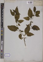 Solanum nigrum L. [family SOLANACEAE]