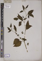 Solanum nigrum L. [family SOLANACEAE]