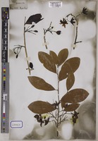 Ochna obtusata DC. [family OCHNACEAE]