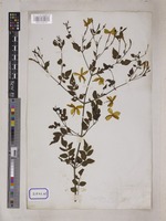 Jasminum grandiflorum L. [family OLEACEAE]