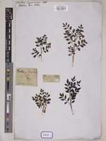 Jasminum bignoniaceum Wall. [family OLEACEAE]