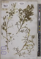 Indigofera viscosa Lam. [family LEGUMINOSAE-PAPILIONOIDEAE]