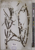 Aeschynomene indica Wall. [family LEGUMINOSAE-PAPILIONOIDEAE]