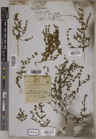 Vahlia sessiliflora DC. [family VAHLIACEAE]