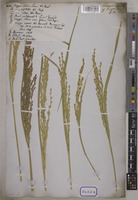 Oryza sativa L. [family POACEAE]