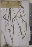 Panicum maximum Jacq. [family POACEAE]