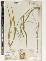 Rottboellia exaltata in Global Plants on JSTOR