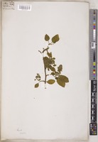 Solanum L. [family SOLANACEAE]