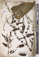 Rumex L. [family POLYGONACEAE]