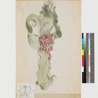Welwitschia mirabilis Hook f; watercolour and pencil field sketch.