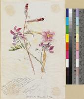 Catophractes alexandri D.Don; watercolour and pencil sketch.