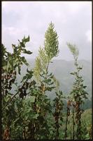 Rumex nepalensis Spreng. from Cameroon