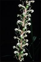 Satyrium anomalum Schltr. from Zimbabwe