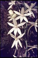 Aerangis calantha (Schltr.) Schltr. from Tanzania