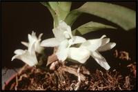 Ancistrorhynchus refractus (Kraenzl.) Summerh. from Tanzania