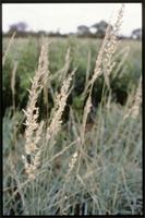 Schmidtia pappophoroides Steud. from Botswana