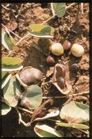 Tylosema esculentum (Burch.) A.Schreib. from Botswana.