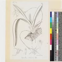 Acranthus arachnitis Lindl. published illustration from Curtis's Botanical Magazine
