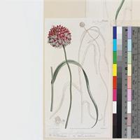 Allium ampeloprasum Linn. (β.) minor Ker Gawl. published illustration from Curtis's Botanical Magazine