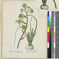 Albuca viridiflora original illustration from Curtis's Botanical Magazine