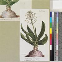 Albuca physodes Ker Gawl. published illustration from Curtis's Botanical Magazine