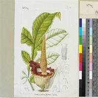 Amorphophallus eichleri Hook.f. original illustration from Curtis's Botanical Magazine
