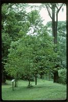 Prunus africana (Hook.f.) Kalkman from Cameroon