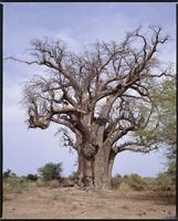 South Eastern Africa Expedition Photos, Kew