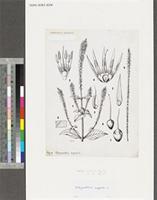 Achyranthes aspera L.; original illustration from FWTA
