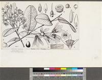 Monotes kerstingii Gilg; original illustration from FWTA