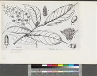 Oubanguia alata Baker f.; original illustration from FWTA