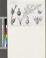 Thesium viride A.W.Hill; original illustration from FWTA