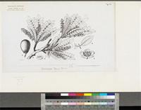 Sclerocarya birrea (A.Rich.) Hochst.; original illustration from FWTA