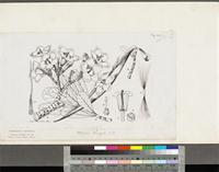 Adenium obesum (Forssk.) Roem. & Schult.; original illustration from FWTA